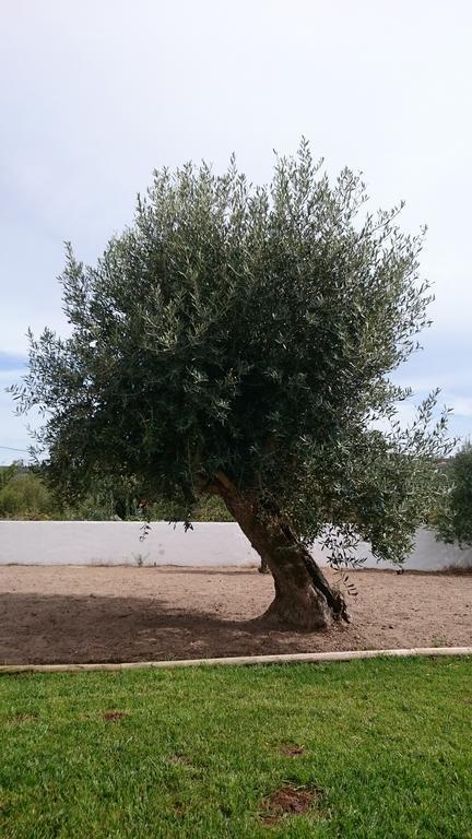 Casa Das Oliveiras Alvados Chambre photo